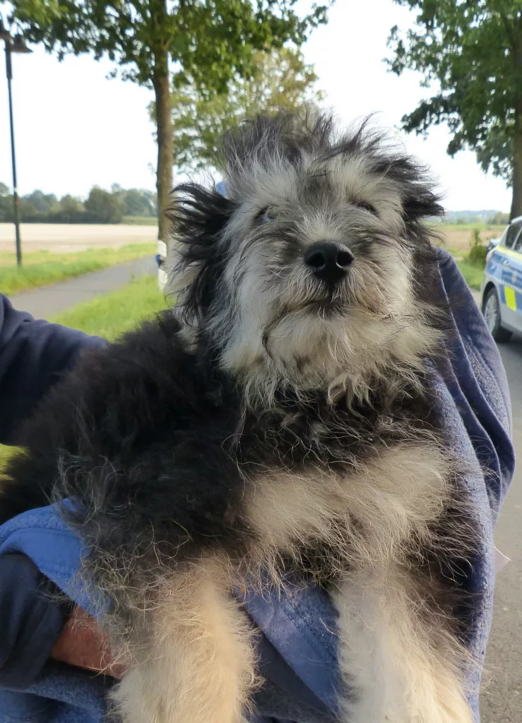 Der junge scheinbar nicht verletzte Hund wurde von einem Tierarzt in Obhut genommen.